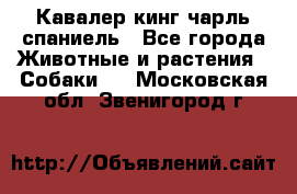 Кавалер кинг чарль спаниель - Все города Животные и растения » Собаки   . Московская обл.,Звенигород г.
